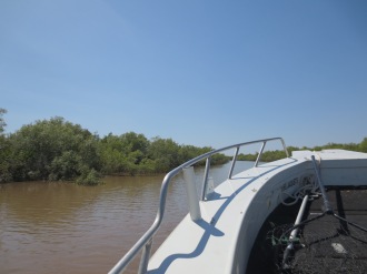 Boating to the mangroves